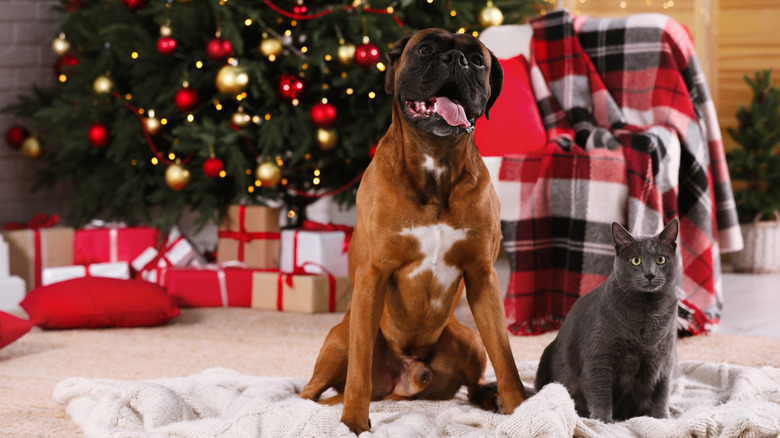 A dog and cat sitting on a blanket in front of presents and a Christmas tree