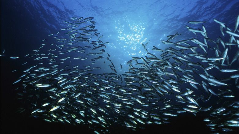 Low angle view of a school of fish swimming underwater