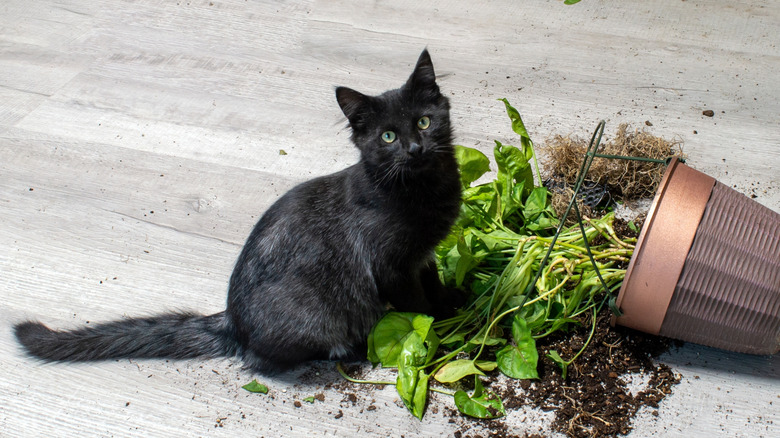 cat and broken plant pot