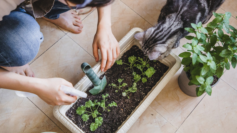 cat looks into planter