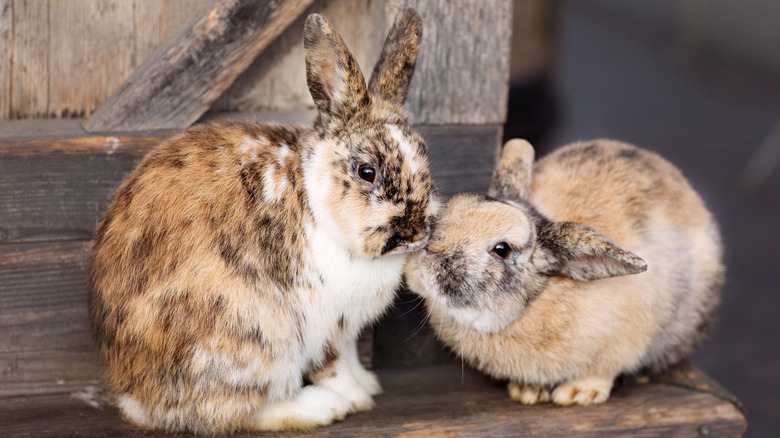 Two mottled brown rabbits touch noses.