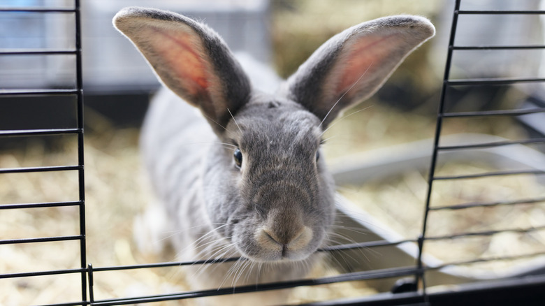 A gray rabbit looking attentively outside of its black, wire cage