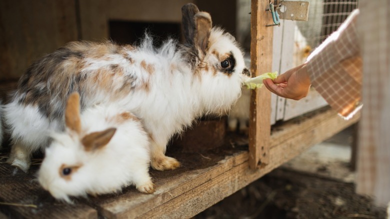 Two multicolored rabbits in a wooden cage, one eating a small piece of lettuce from a human's hand