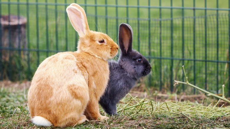 Two rabbits sit on hay with a fence in the background.