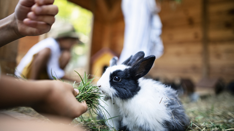 A hand feeds grass to a small rabbit.