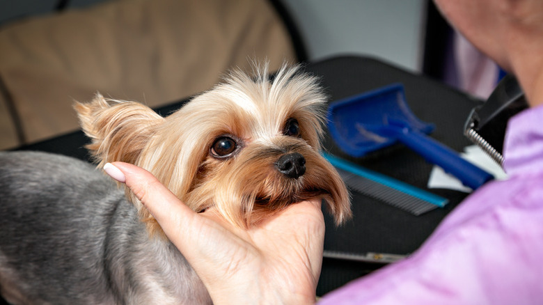 A woman looking at a Yorkie's face