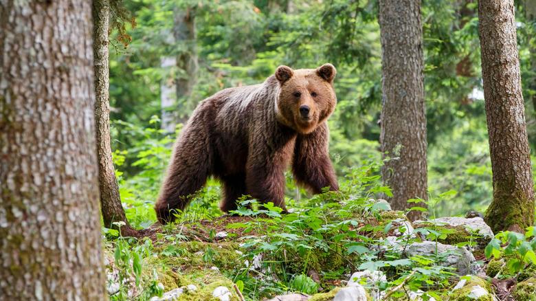 Grizzly bear in woods