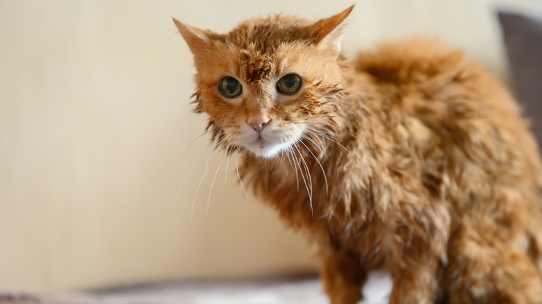 Ginger cat wet after a bath