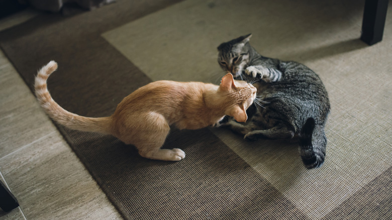 Two cats fighting on floor