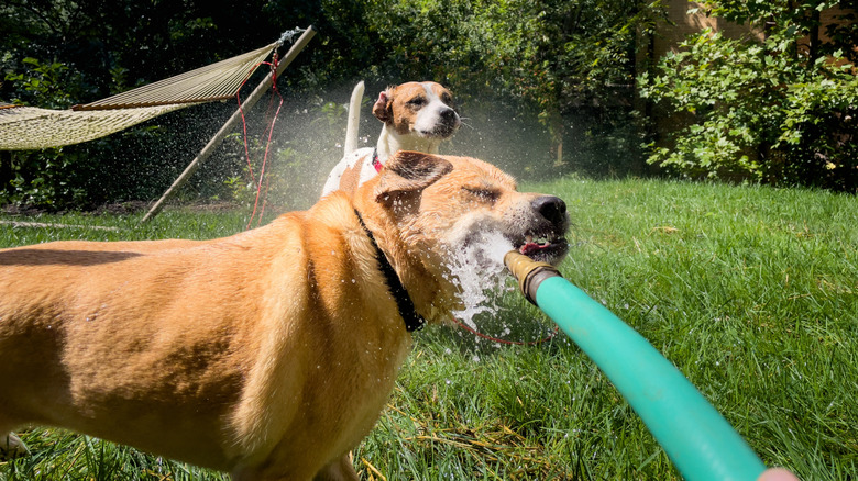 Someone spraying dog with garden hose, another dog behind him