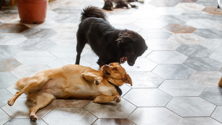 Two dogs playing on tiled floor