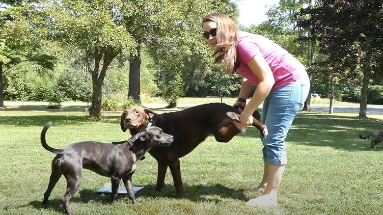 Woman pulling dog's back legs