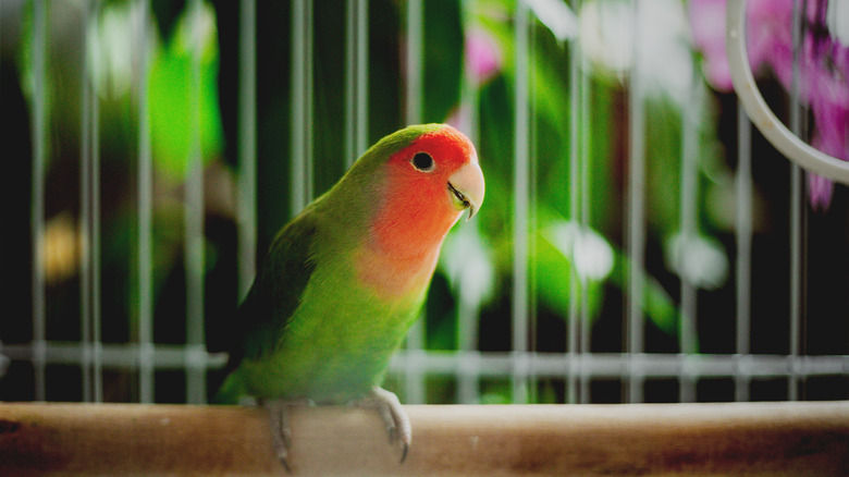 pet bird in a cage