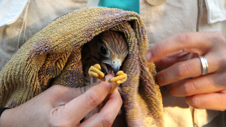 bird in a towel