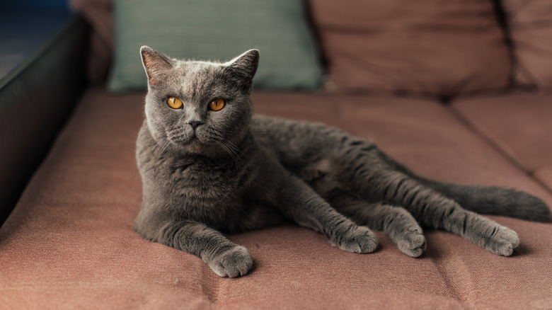 British shorthair cat lounging