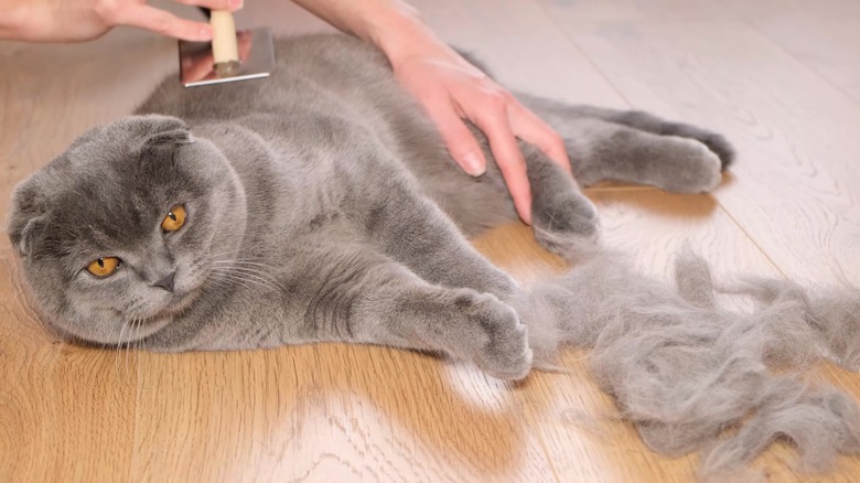 british shorthair cat being brushed