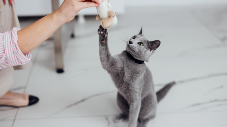 russian blue cat plays with a toy