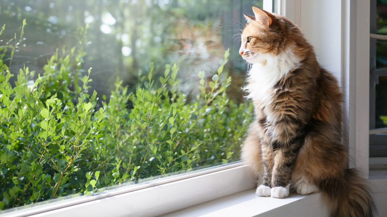 Cat looking out window