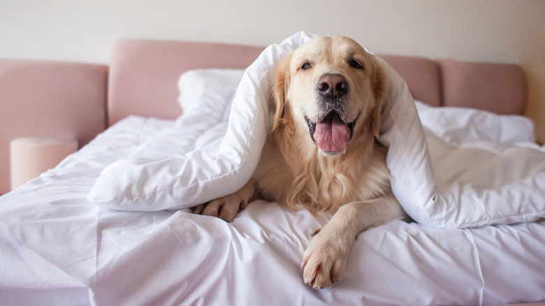 Golden retriever with tongue out under blanket on bed