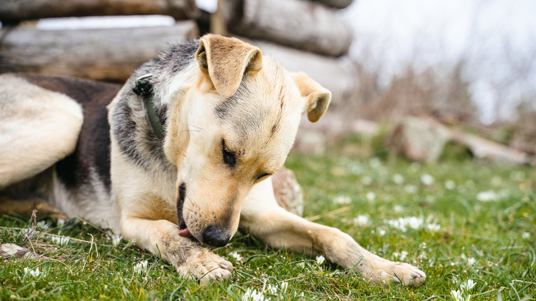 A dog cleaning itself outside