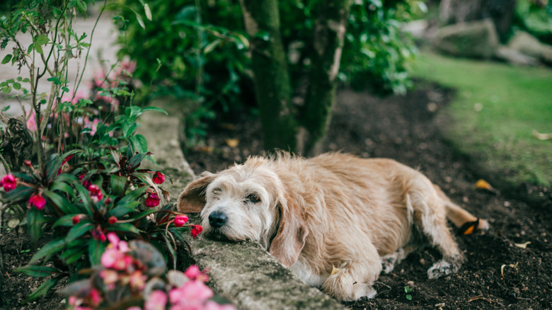 Dog resting outside near a flower bed