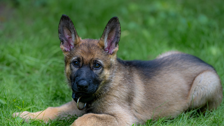 Dog portrait of an eight weeks old German Shepherd puppy laying down in green grass. Sable colered, working line breed