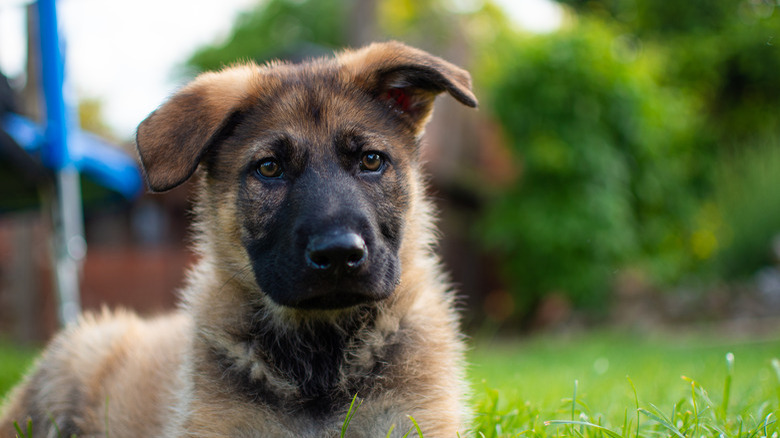 Closeup of brown German shepherd puppy