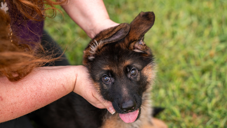 Woman holding the face of a German shepherd puppy at the park