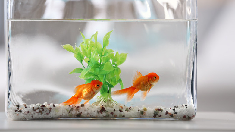 Beautiful bright goldfish in aquarium on table