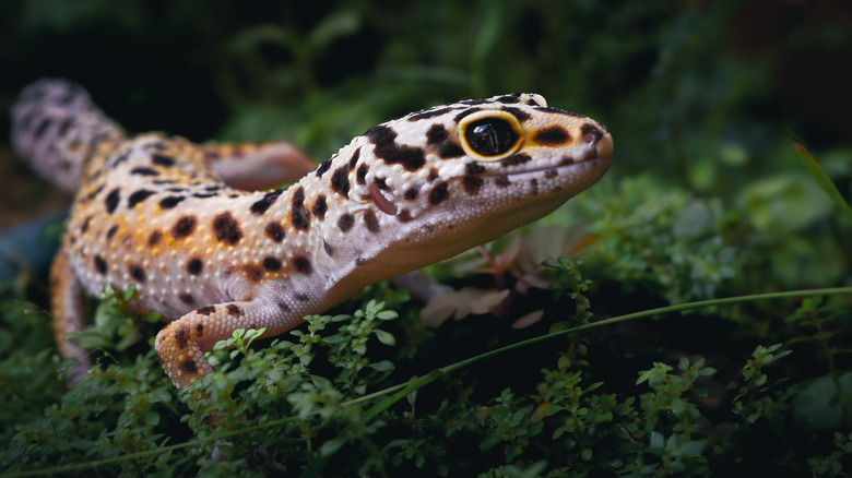 Leopard gecko among foliage