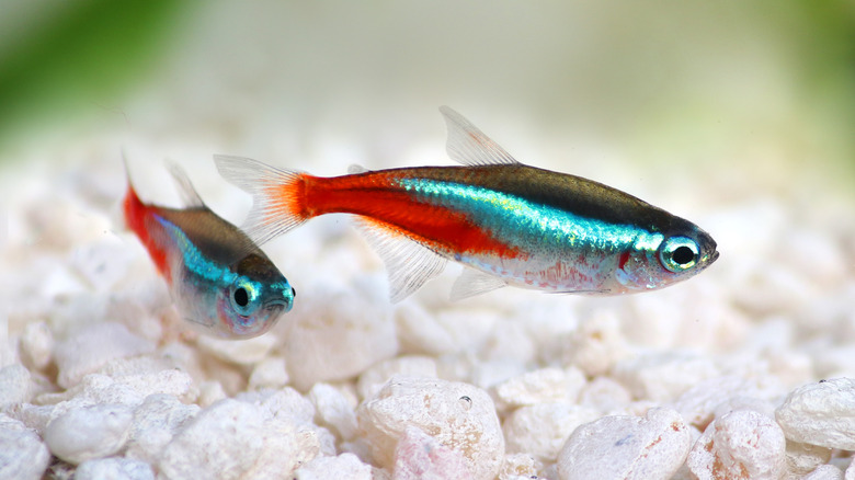 A pair of neon tetras