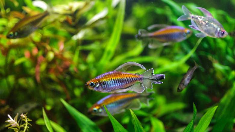 A tank stocked with Congo tetras