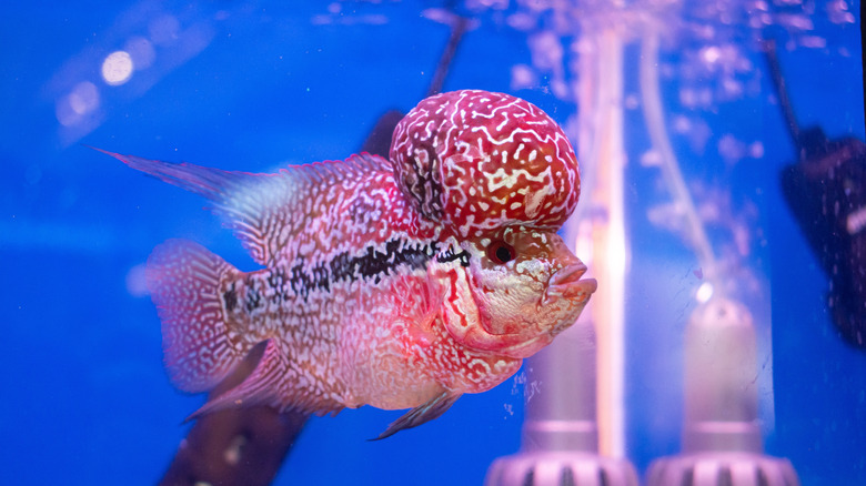 A Flowerhorn fish in an aquarium