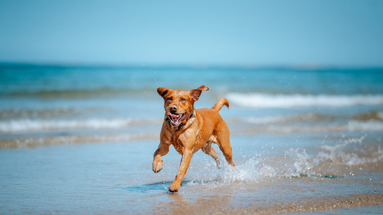 A dog runs on the beach, something dogs may dream about.