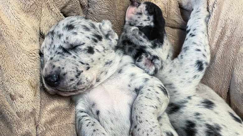 Two Great Dane puppies sleep on a tan cushion.