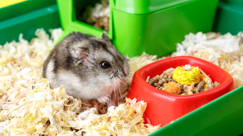 Dwarf hamster in cage next to food bowl