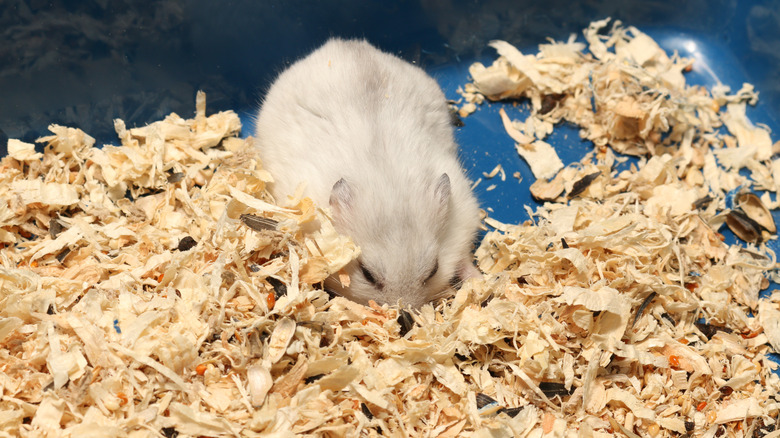 Sleeping dwarf hamster in a cage