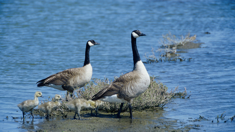 Canada Geese and their young