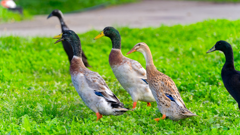 male and female Indian runner ducks graze in a meadow