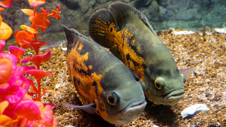 A pair of Oscar cichlids swimming together