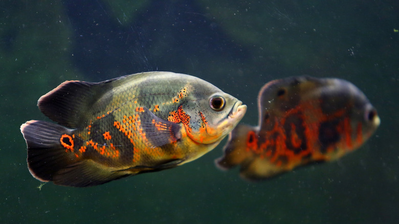 Two Oscar fish swimming together