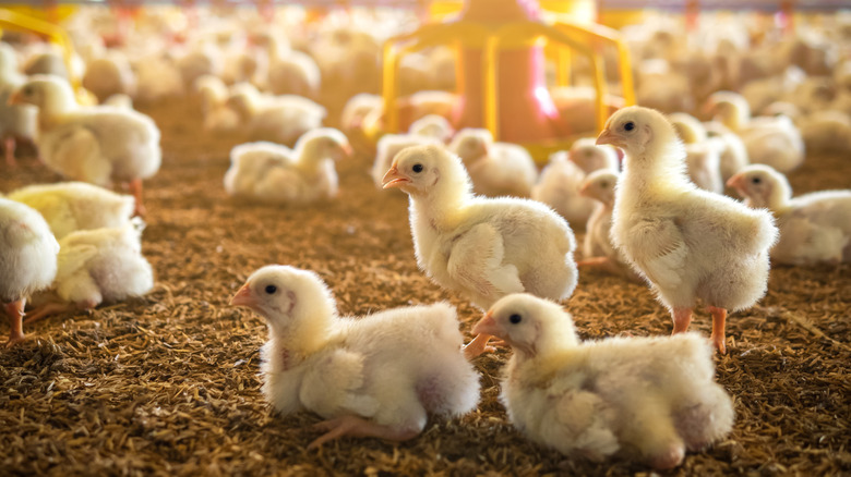 baby chicks on farm