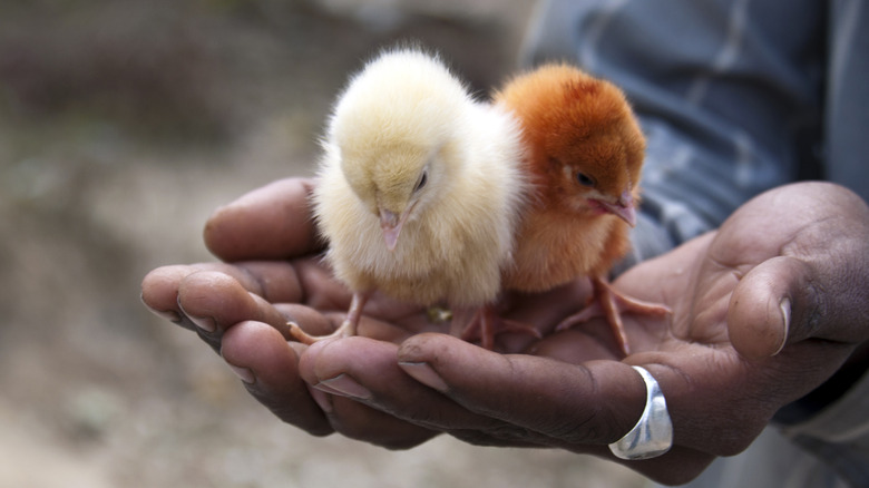 two hands holding baby chicks