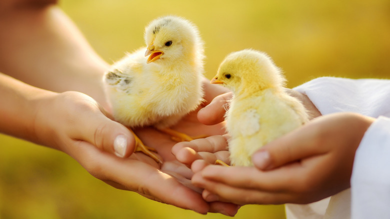 two sets of hands holding two yellow chicks