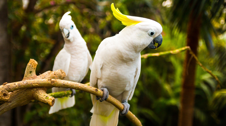 two white Cockatoos on a branch outside