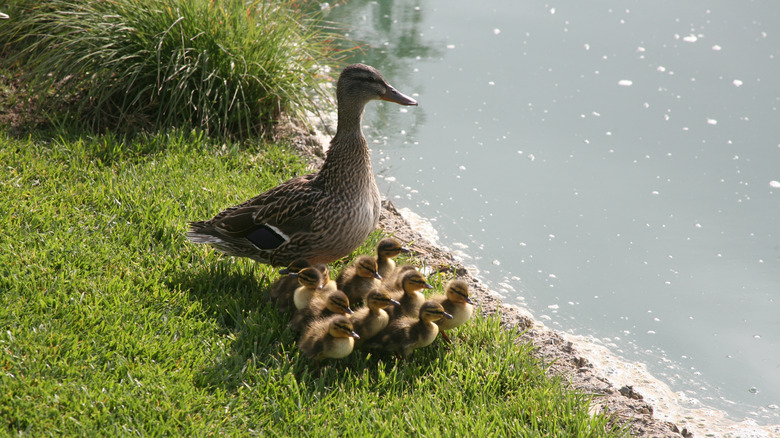 A mother Mallard with her ducklings next to a body of water