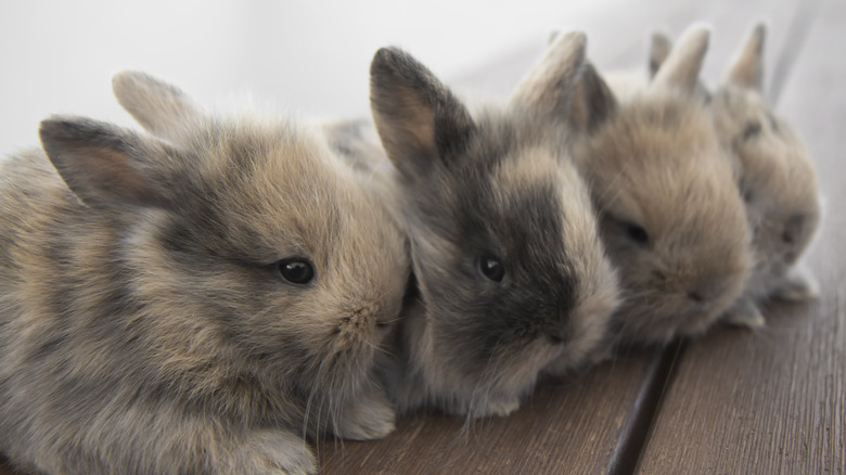 A litter of baby rabbits