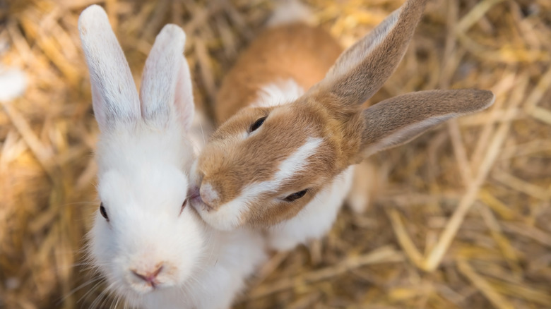 A young rabbit grooms another young bunny