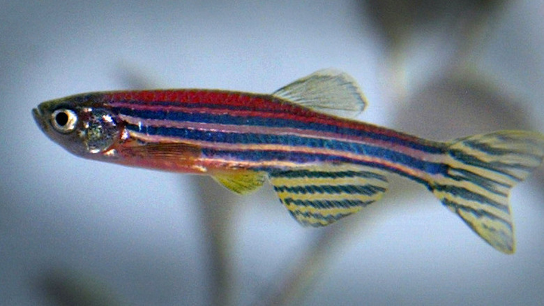 colorful glofish in tank