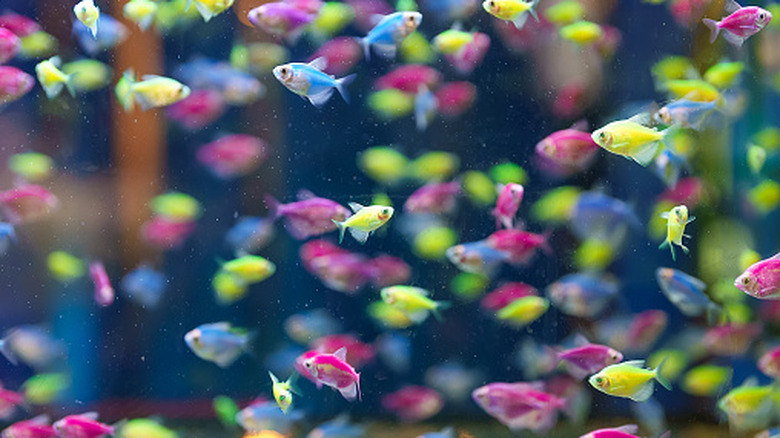 school of fluorescent glofish